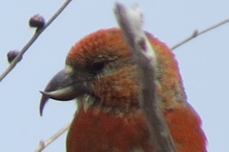 Red Crossbill - Henry Armknecht