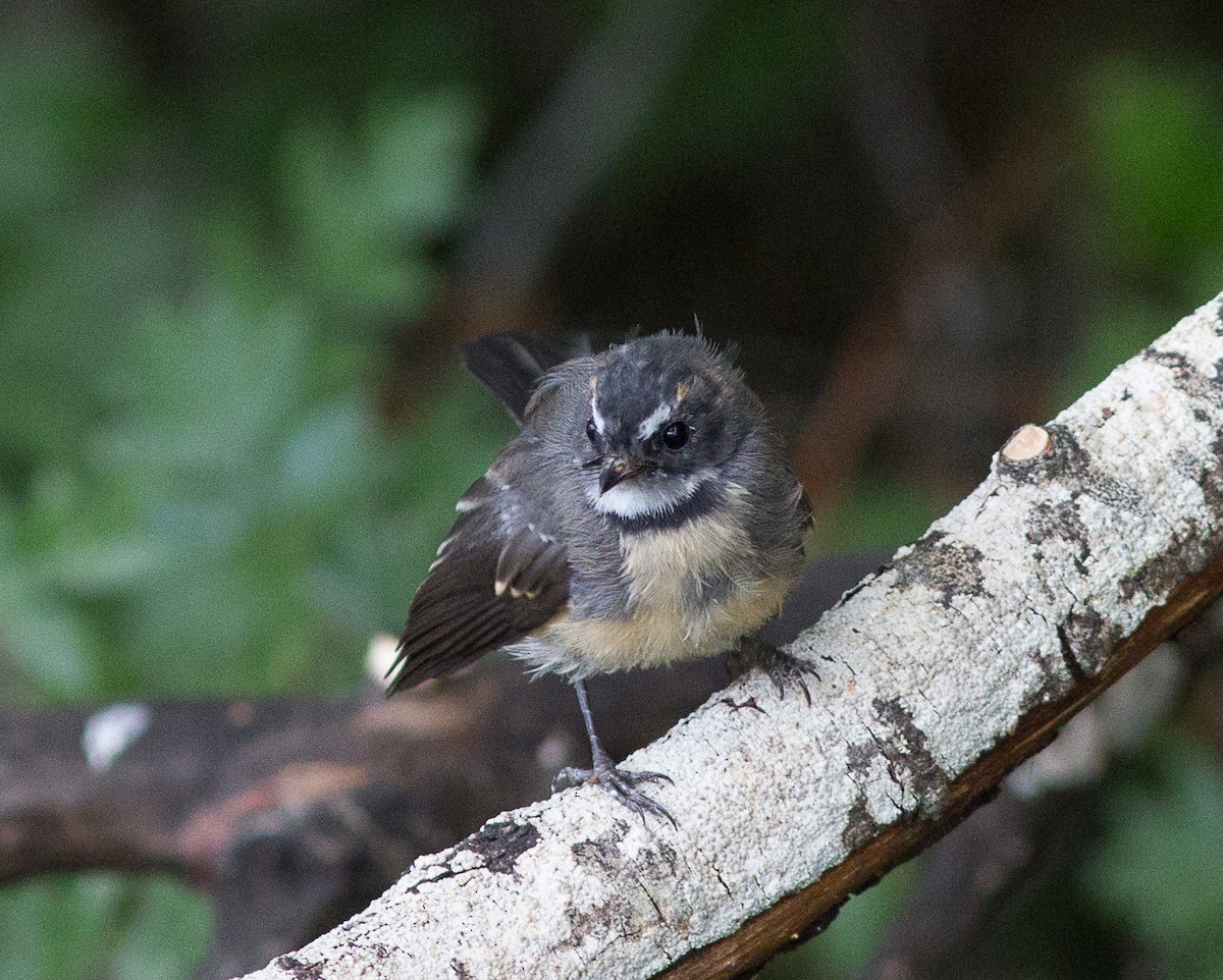 Gray Fantail - ML90808371