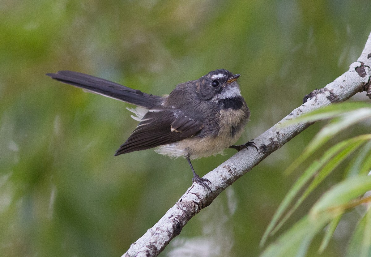 Gray Fantail - ML90808391