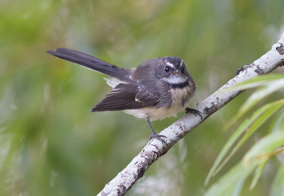 Gray Fantail - ML90808401