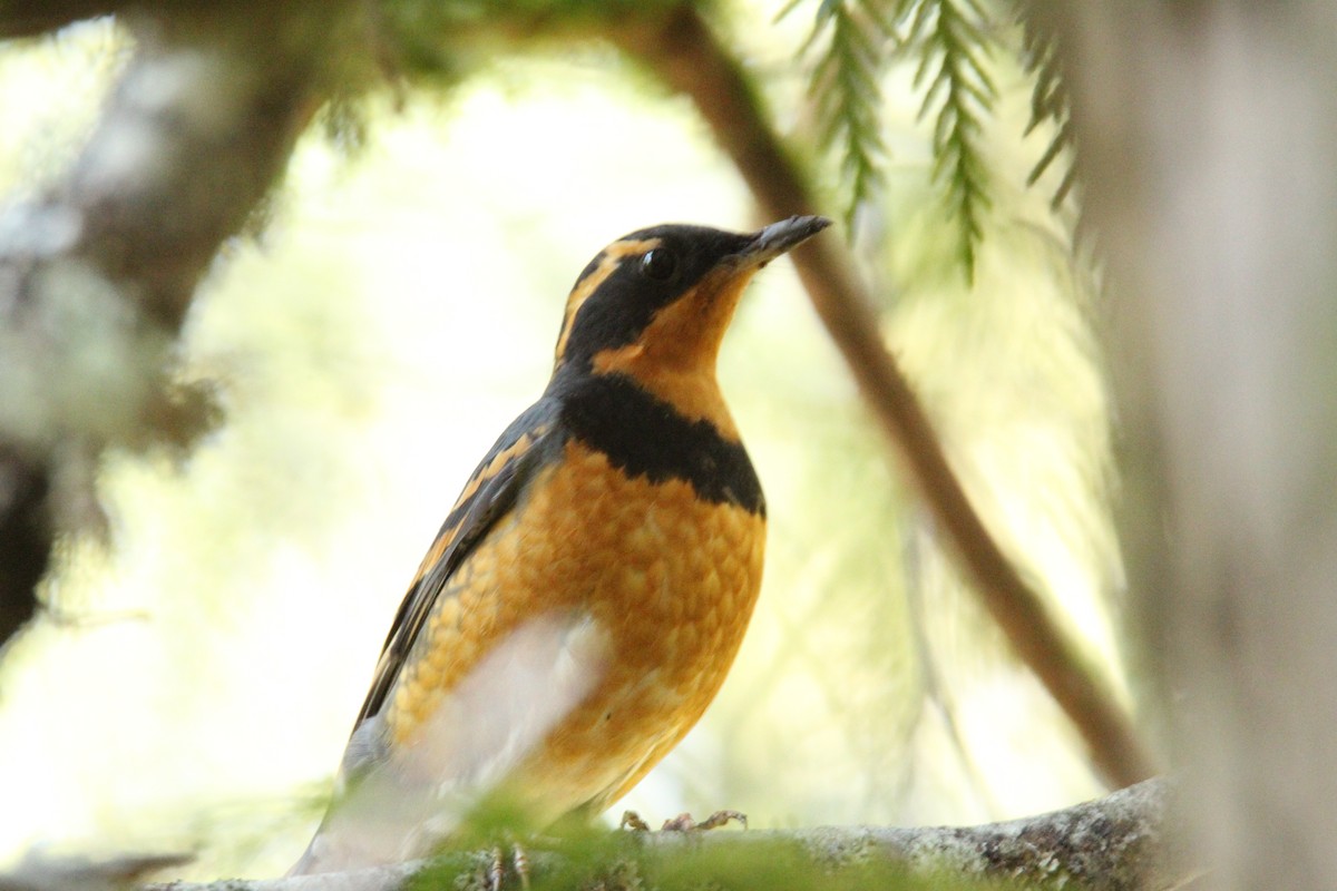 Varied Thrush - Stephanie Whicker