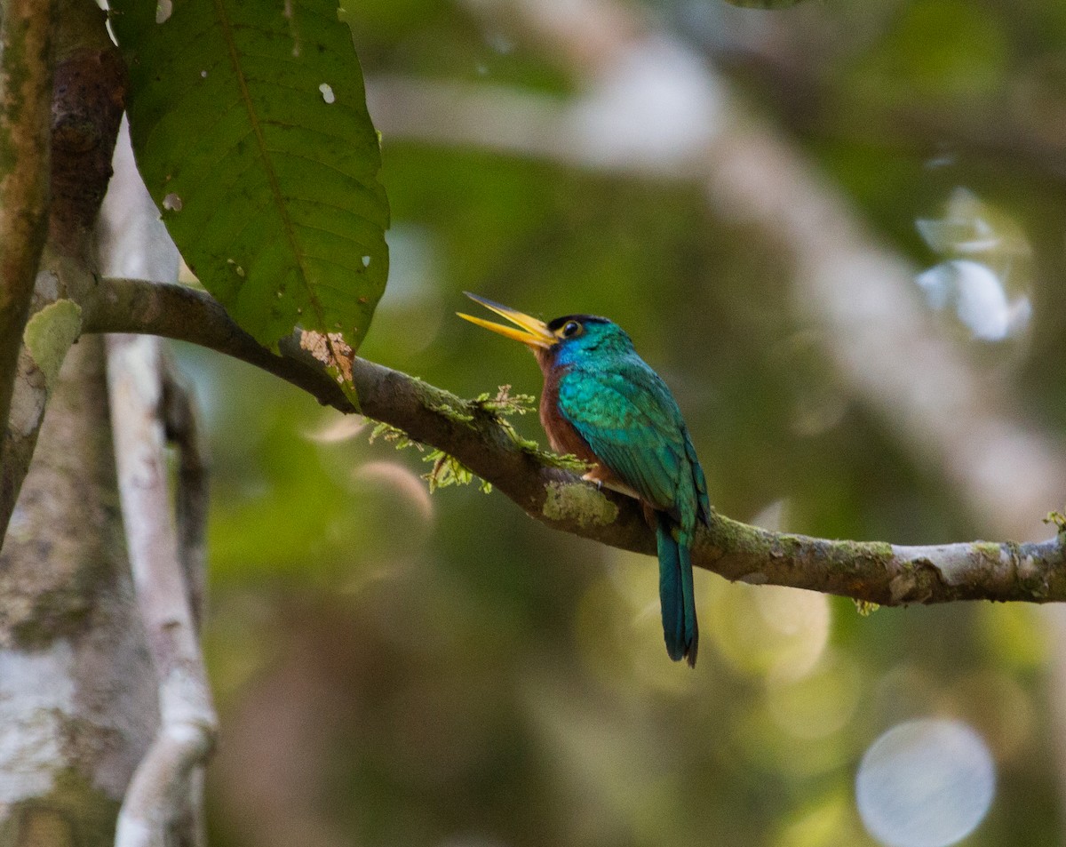 Blue-cheeked Jacamar - Bradley Davis