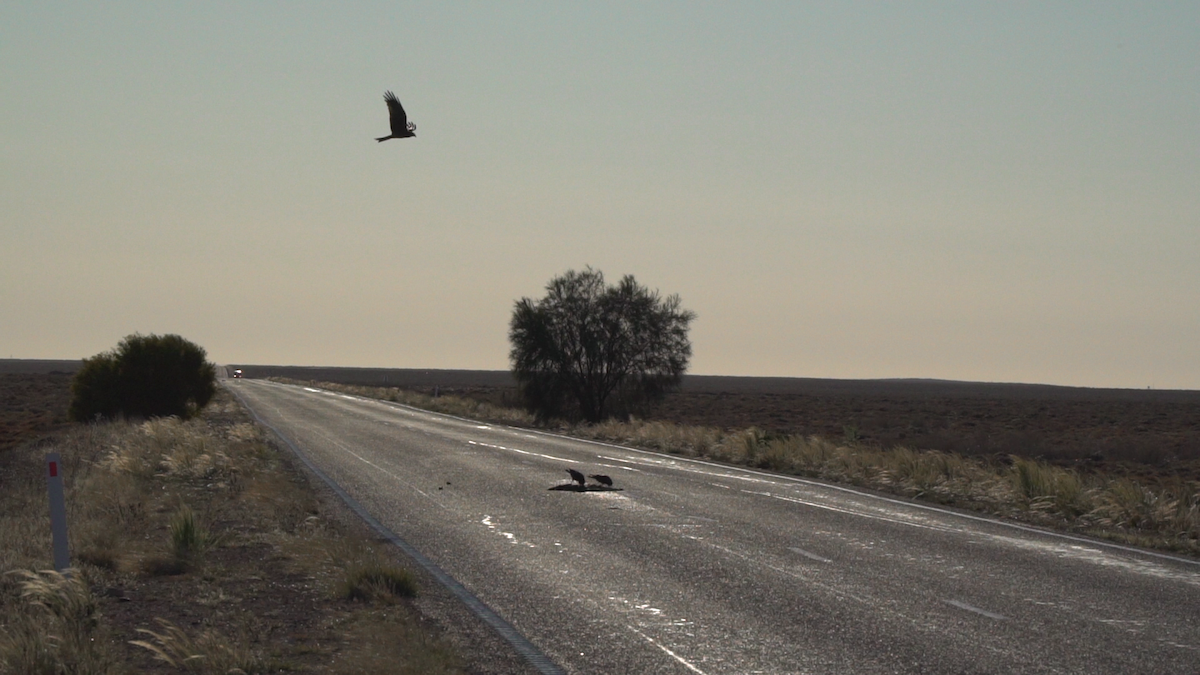 Wedge-tailed Eagle - ML90809591