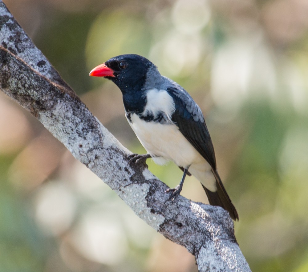 Red-billed Pied Tanager - Bradley Davis