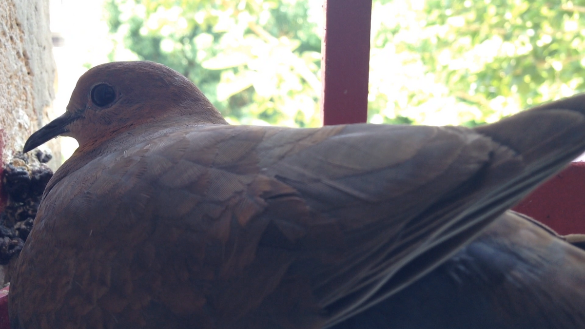 Laughing Dove - ML90809721