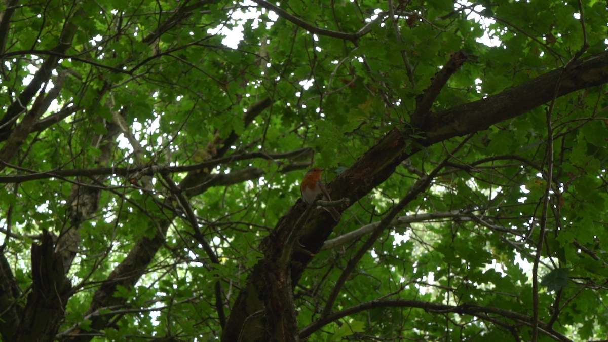 European Robin - ML90809861