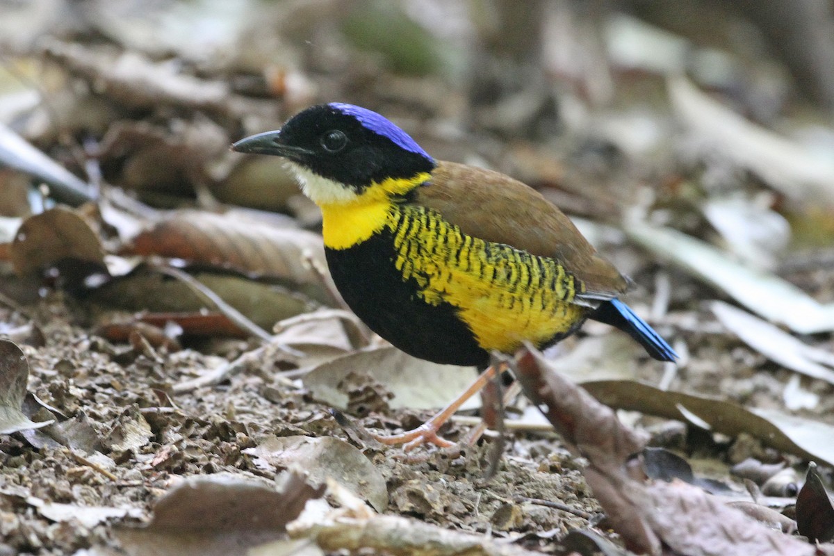 Gurney's Pitta - Dominic Mitchell