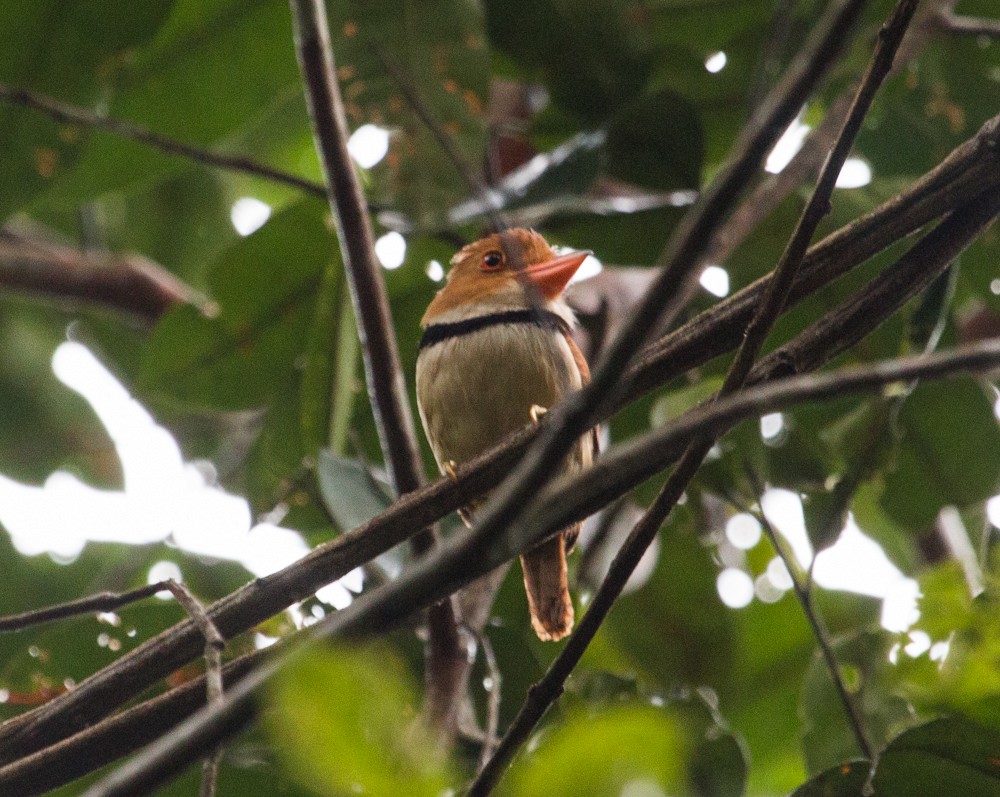 Collared Puffbird - Bradley Davis