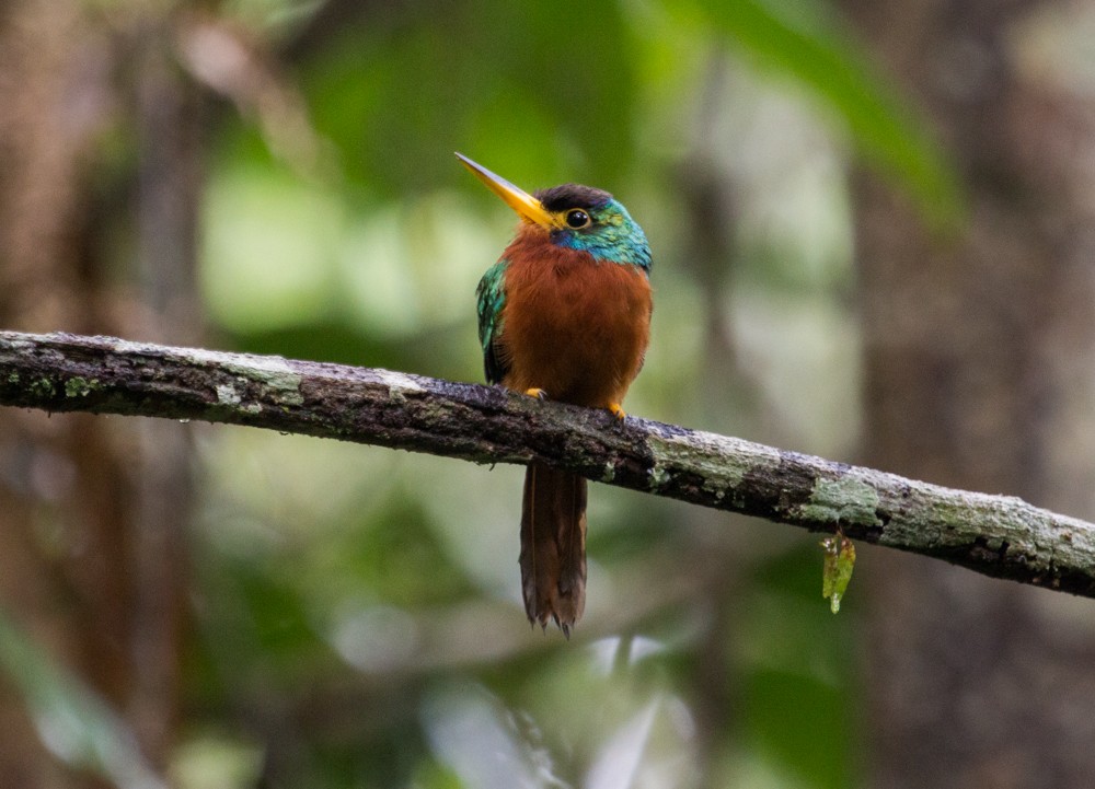 Jacamar à joues bleues - ML90810311