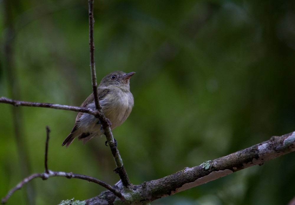 Dwarf Tyrant-Manakin - ML90810351