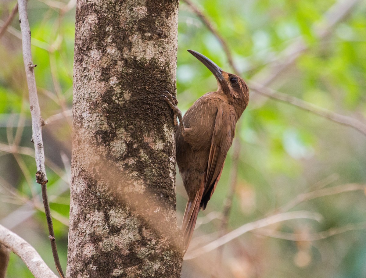 Moustached Woodcreeper - Bradley Davis