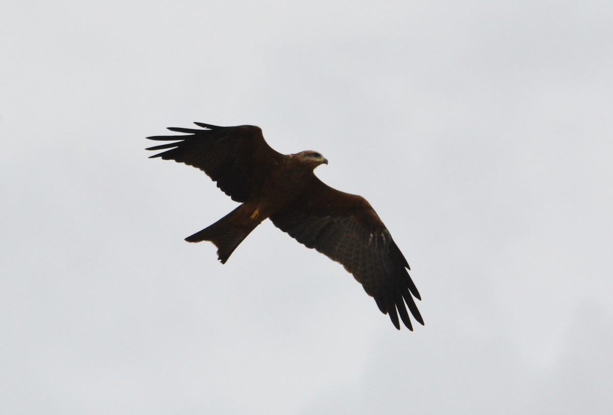 Black Kite - ML90812761