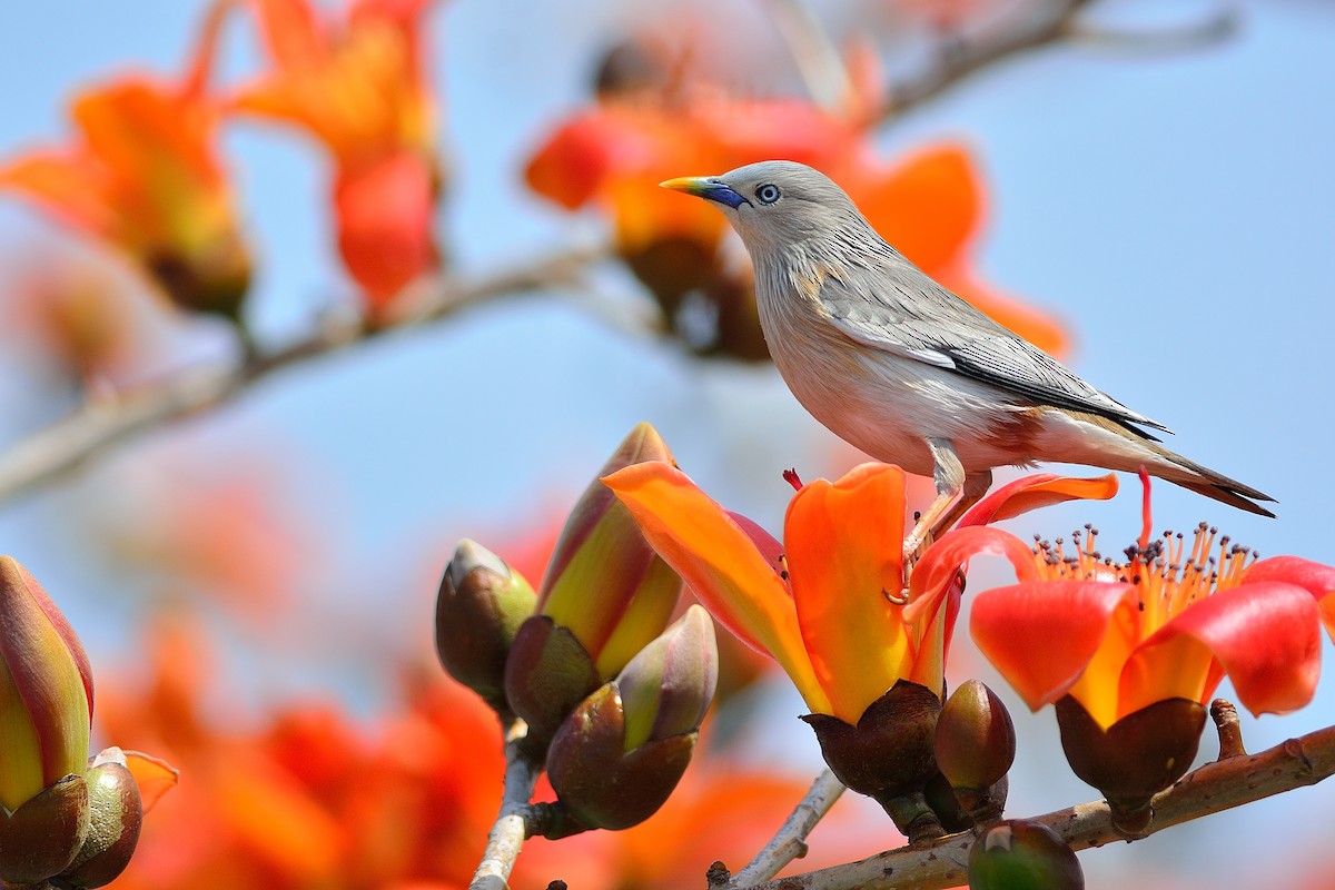 Chestnut-tailed Starling - Weber Tsai