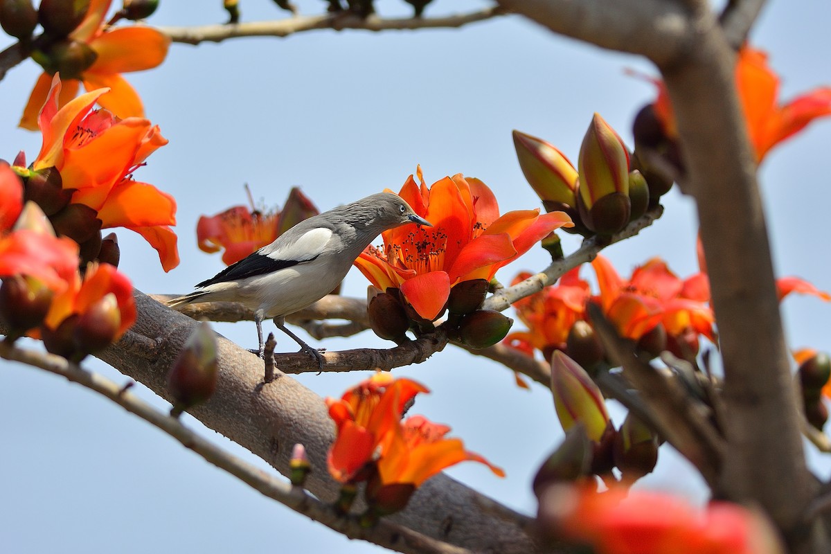 White-shouldered Starling - ML90814671