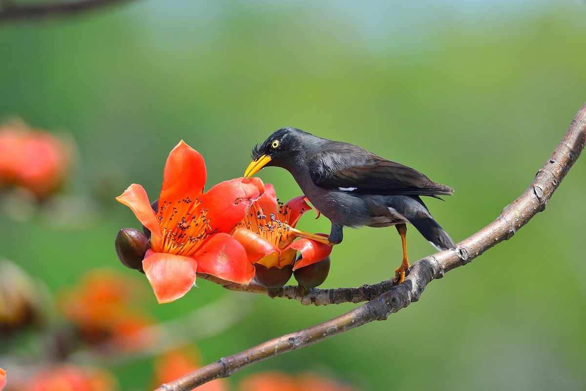 Javan Myna - ML90814681