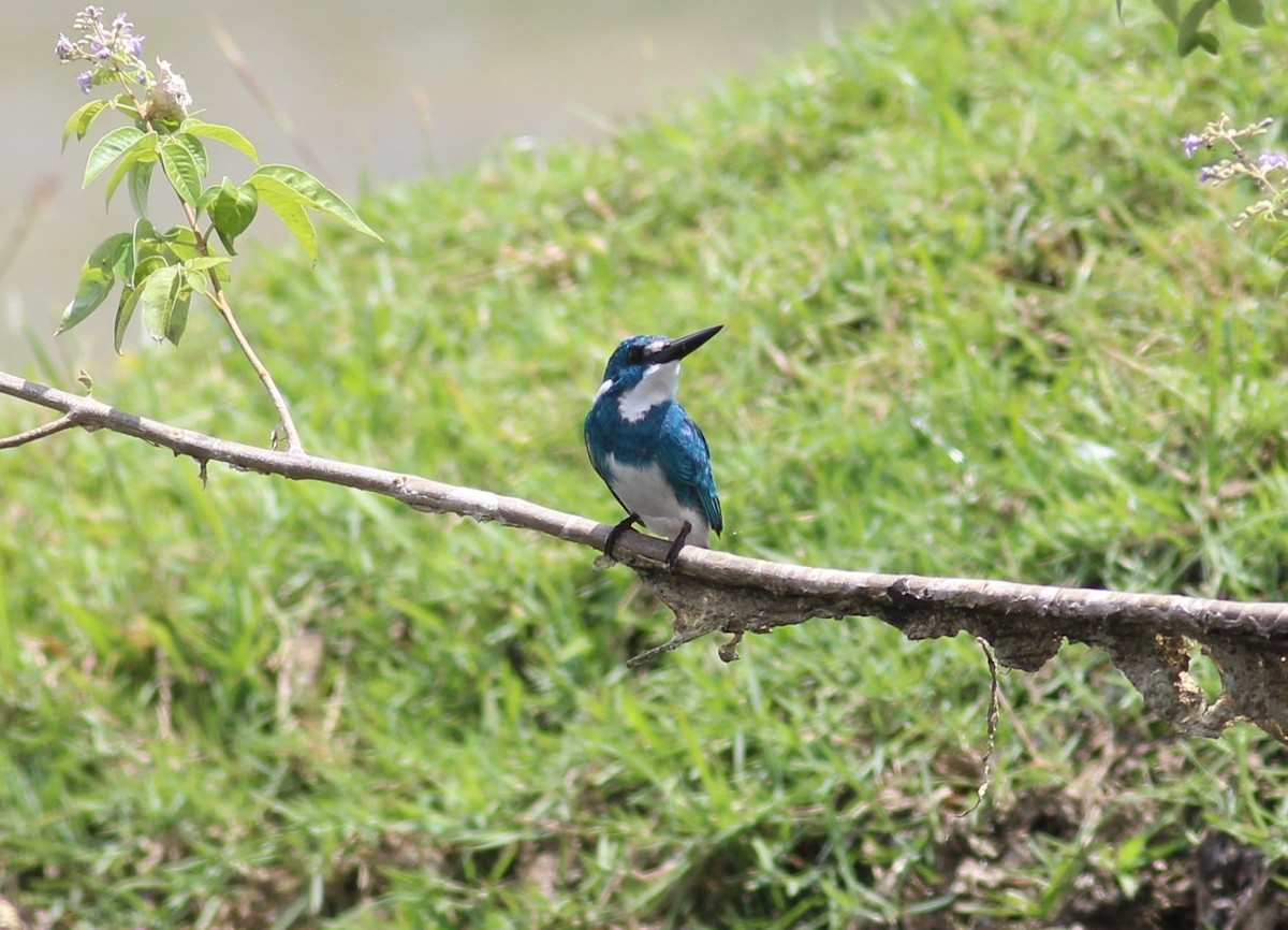 Small Blue Kingfisher - ML90815641