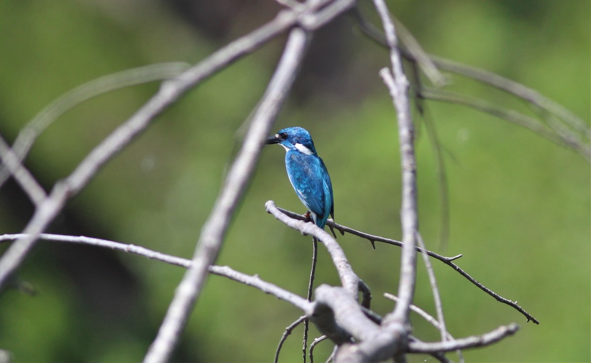 Small Blue Kingfisher - ML90815651