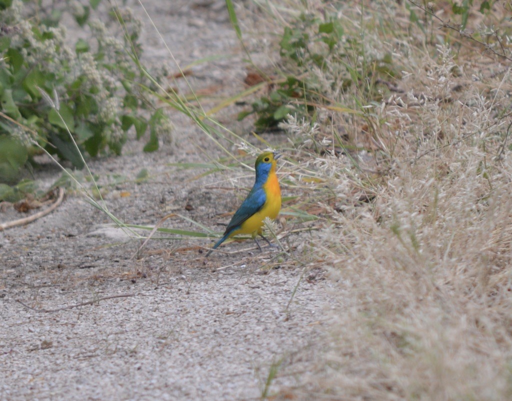 Orange-breasted Bunting - ML90816671