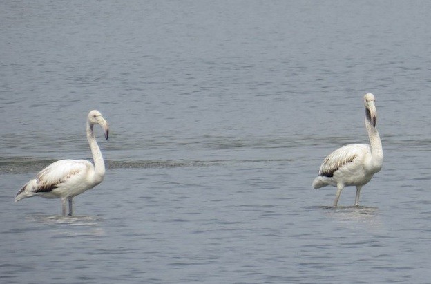 rosenflamingo - ML90817301