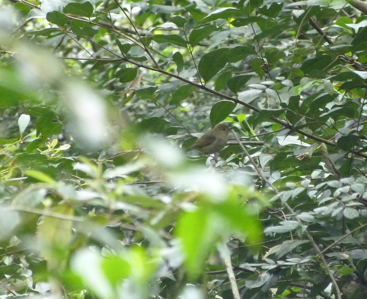 Large-billed Scrubwren - David Vickers