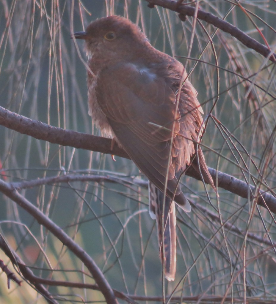 Fan-tailed Cuckoo - ML90818291