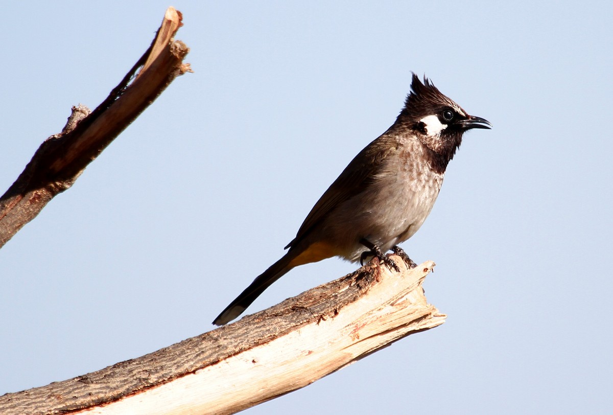 Himalayan Bulbul - Neeraj Sharma