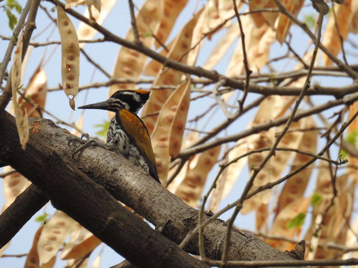 White-naped Woodpecker - ML90821061