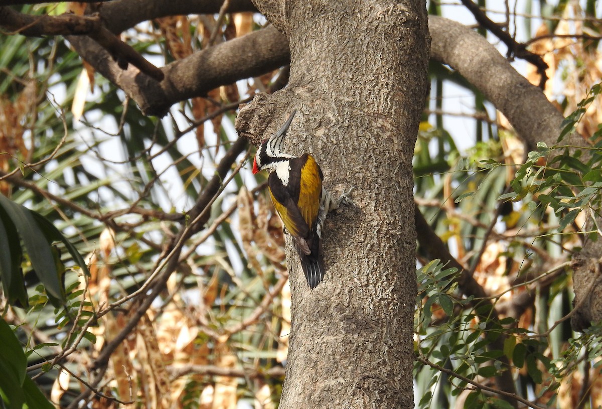 White-naped Woodpecker - ML90821251