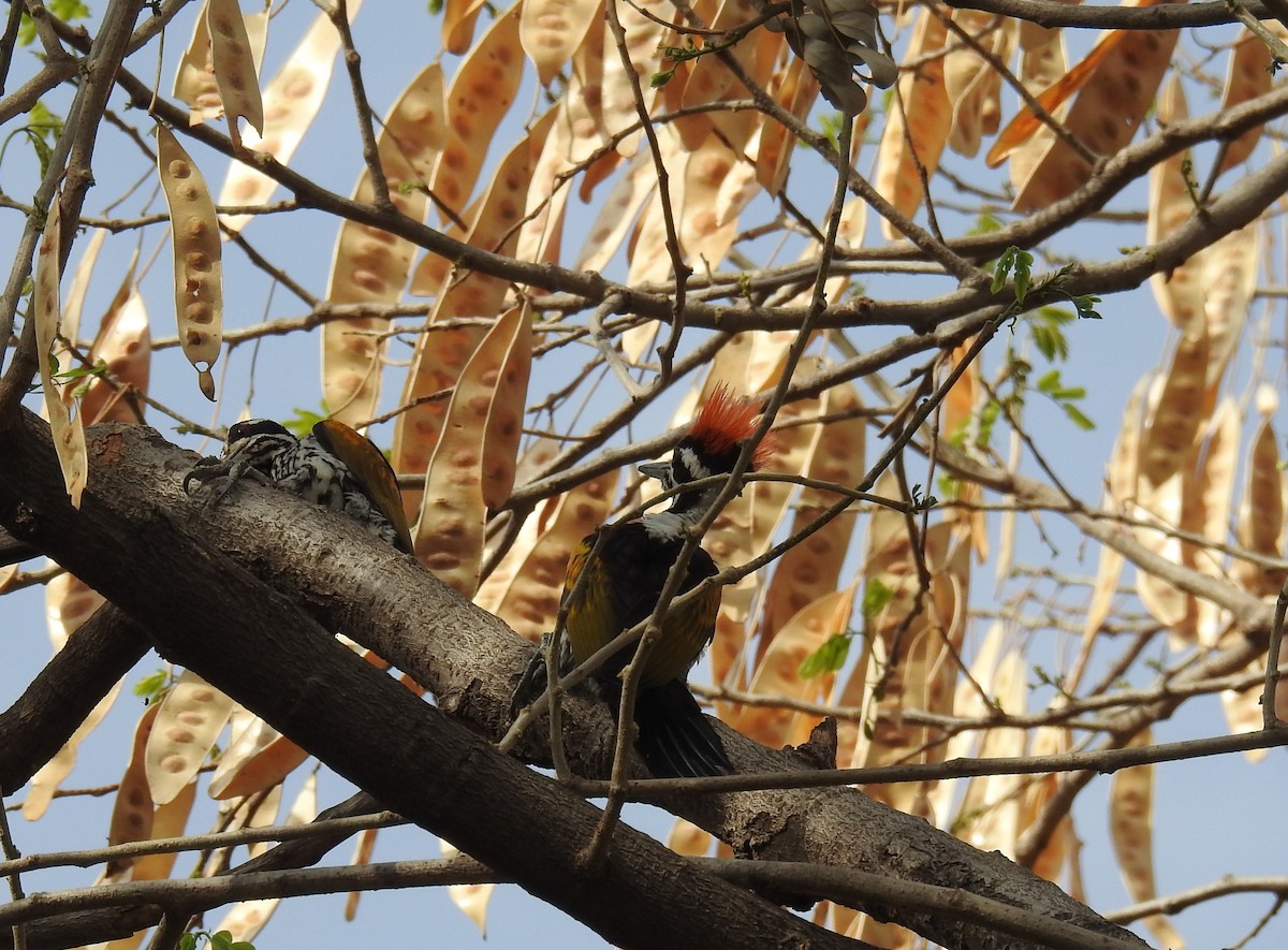 White-naped Woodpecker - ML90821371