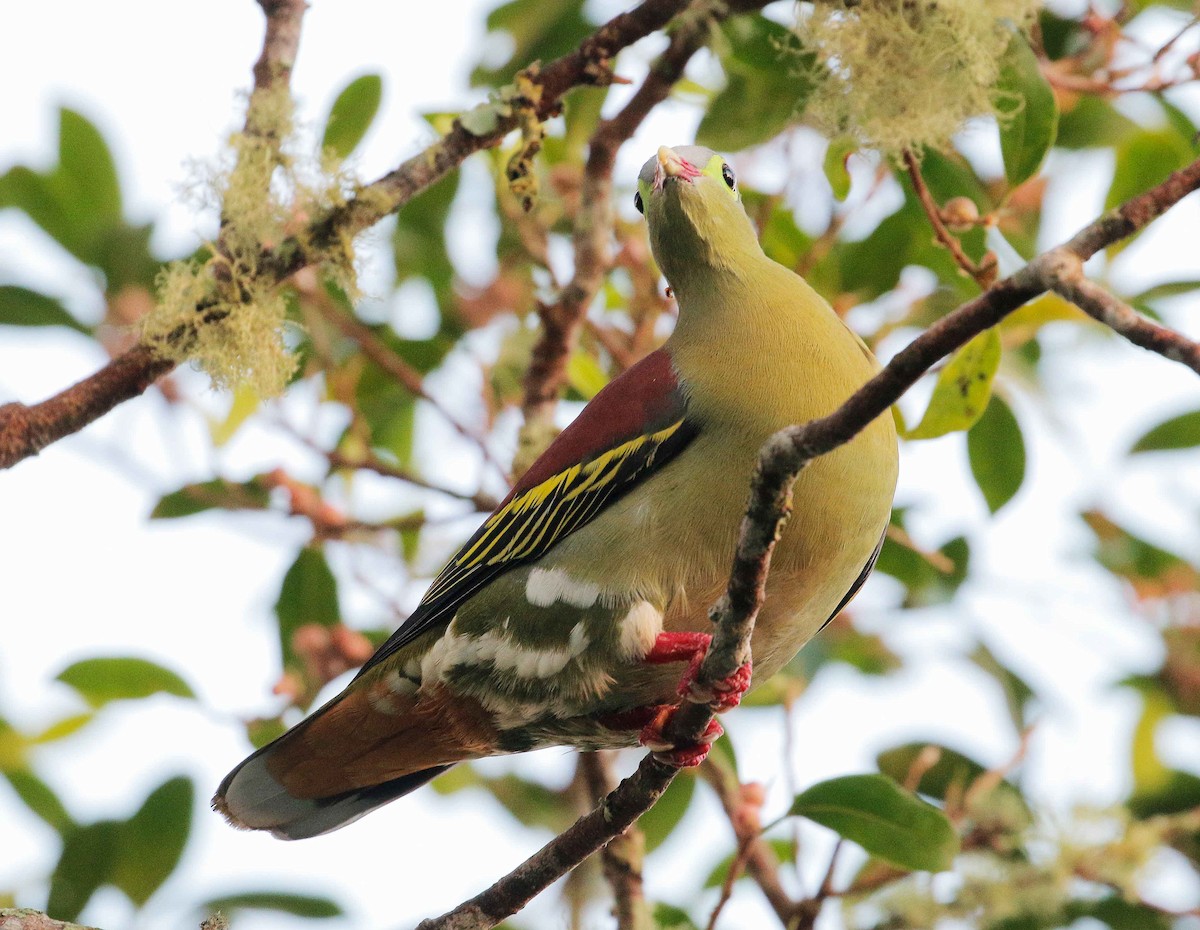 Thick-billed Green-Pigeon - ML90821441