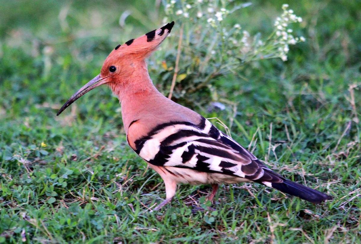 Eurasian Hoopoe - ML90821731