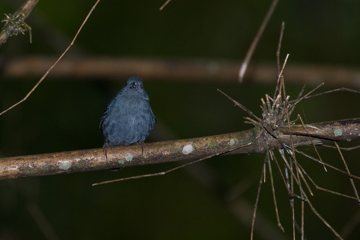 Uniform Finch - ML90822101