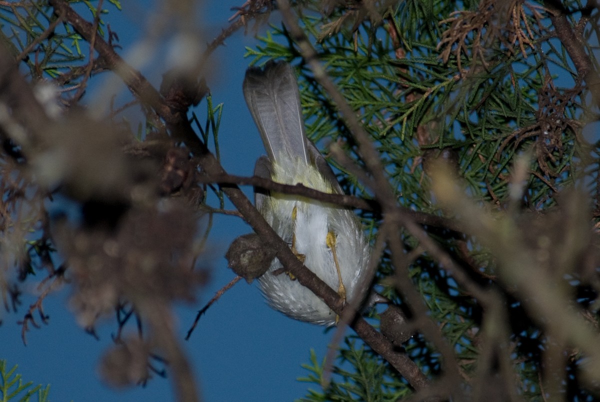 Golden-crowned Warbler (White-bellied) - ML90822161