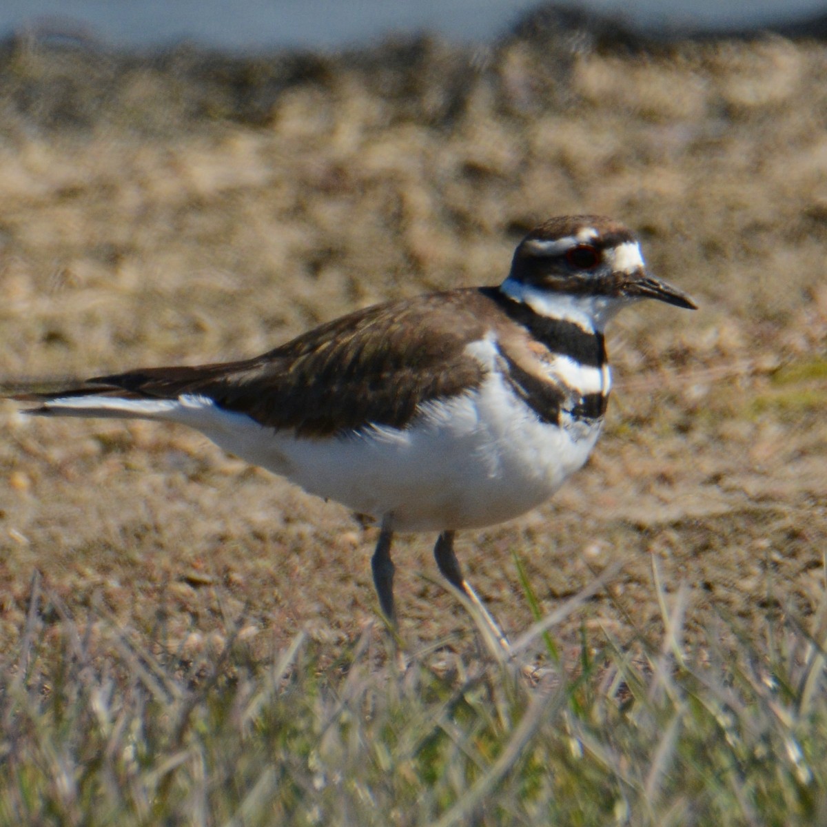 Killdeer - ML90823351
