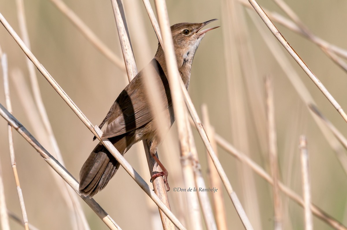 Savi's Warbler - ML90823541