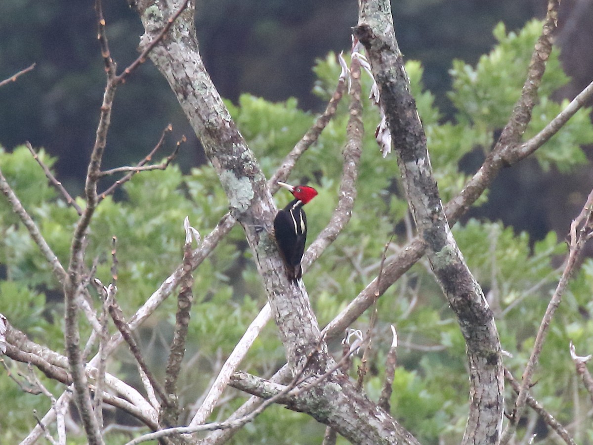 Pale-billed Woodpecker - Doug Beach