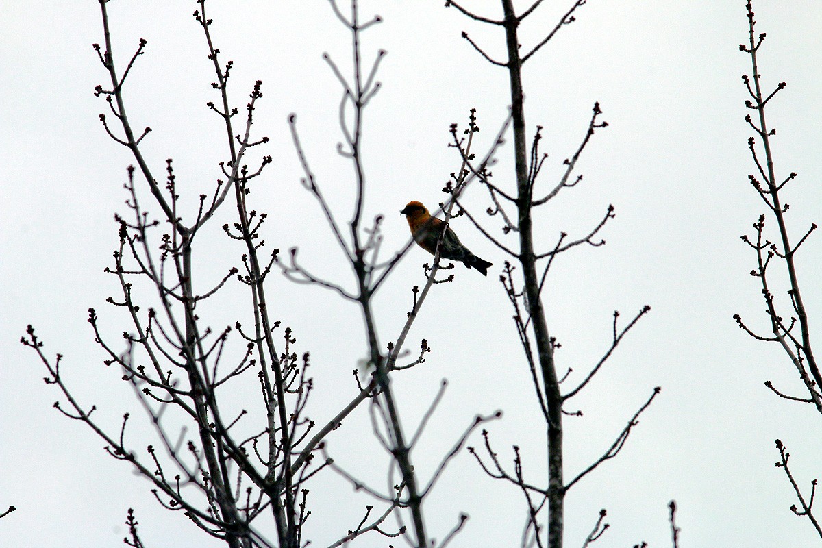 Red Crossbill - ML90825211