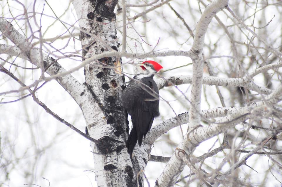 Pileated Woodpecker - ML90825381