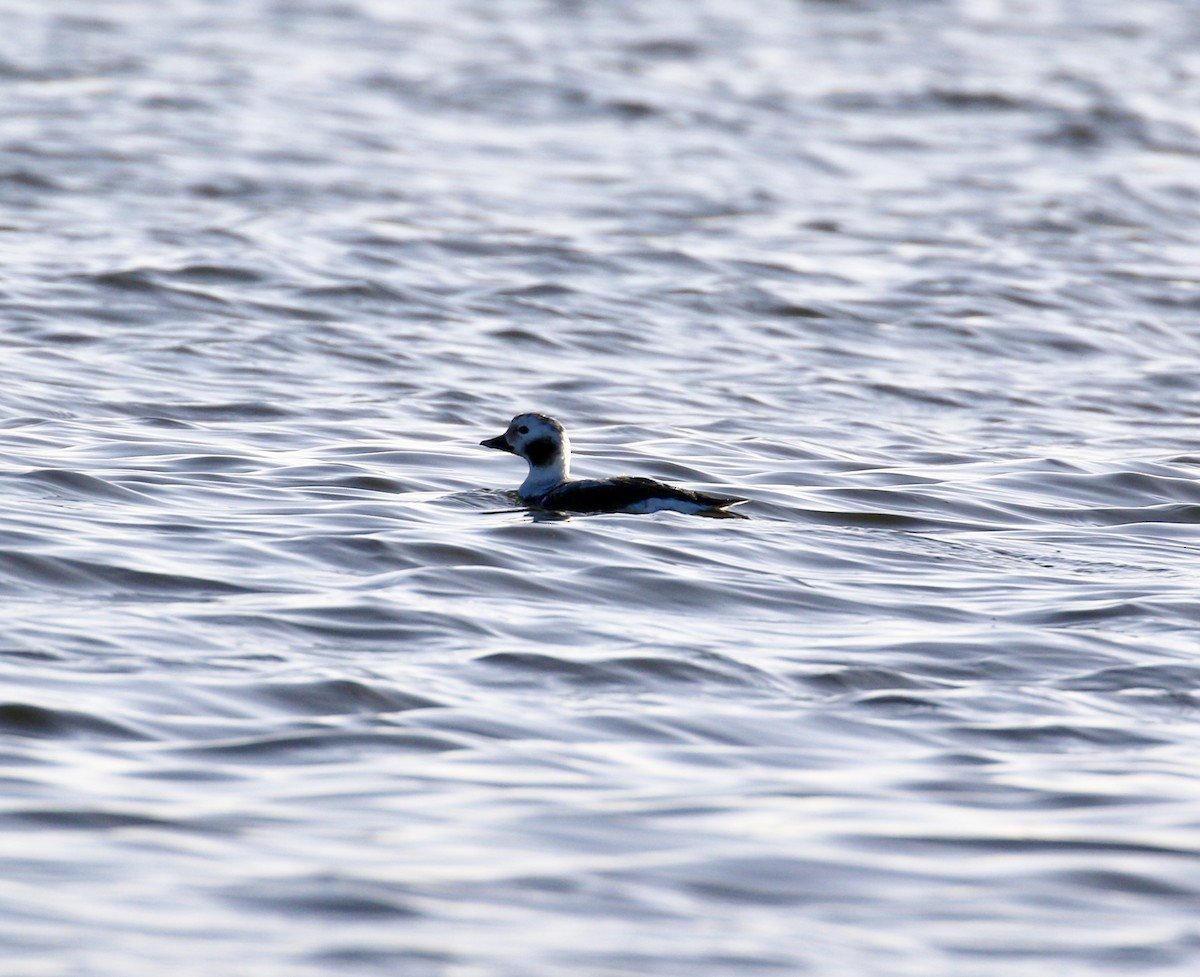 Long-tailed Duck - ML90825531