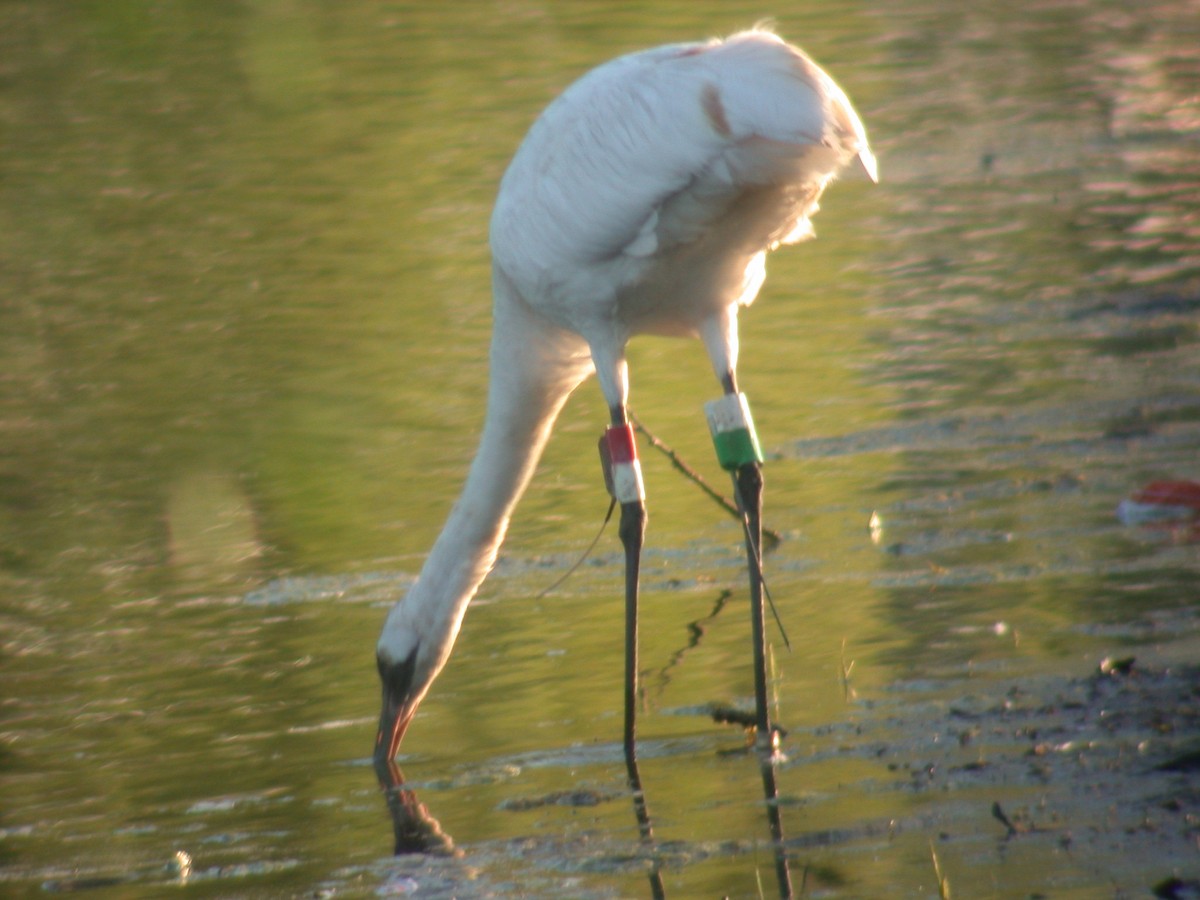 Whooping Crane - ML90828491