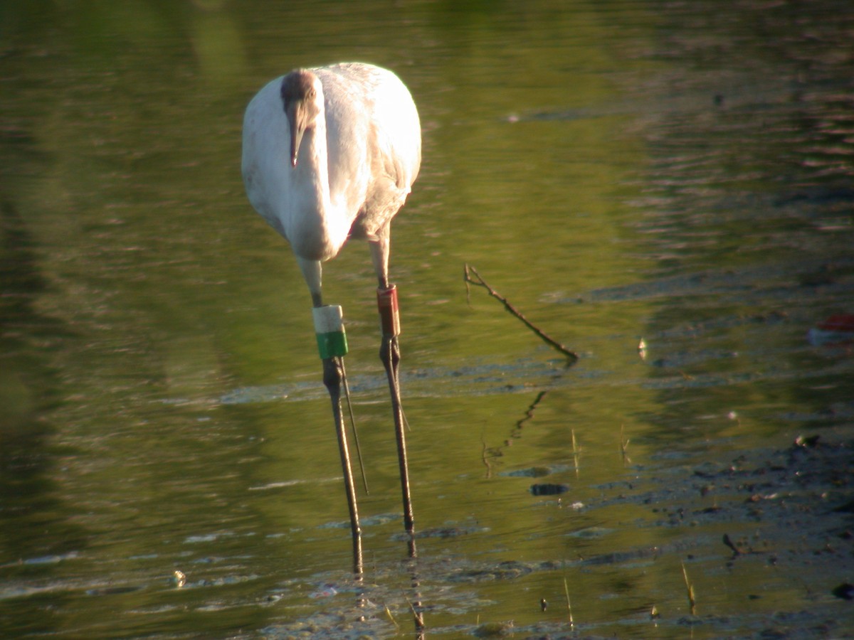 Whooping Crane - ML90828501