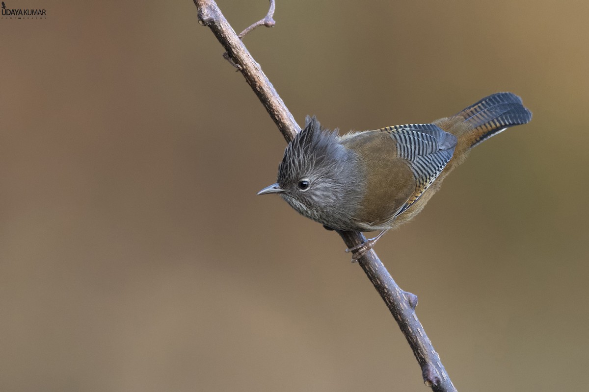 Streak-throated Barwing - Udaya Kumar Balasubramanian