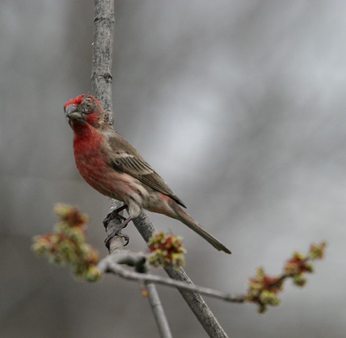 House Finch - ML90831701