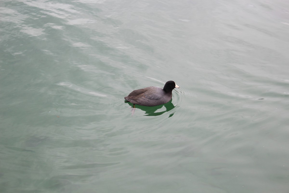 American Coot - ML90836861