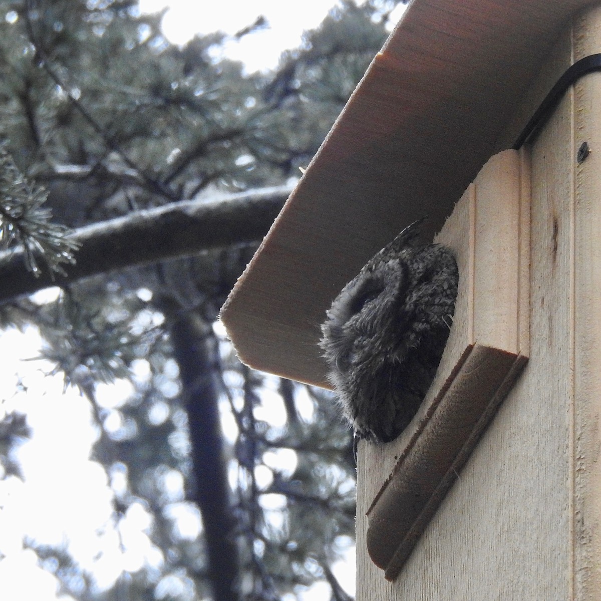 Eastern Screech-Owl - ML90836881