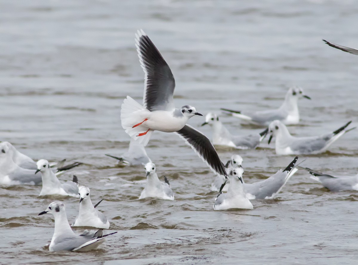 Little Gull - ML90837861