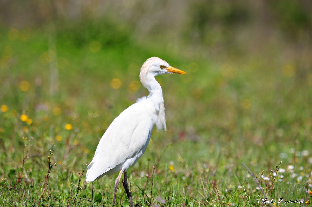 Western Cattle Egret - ML90838291