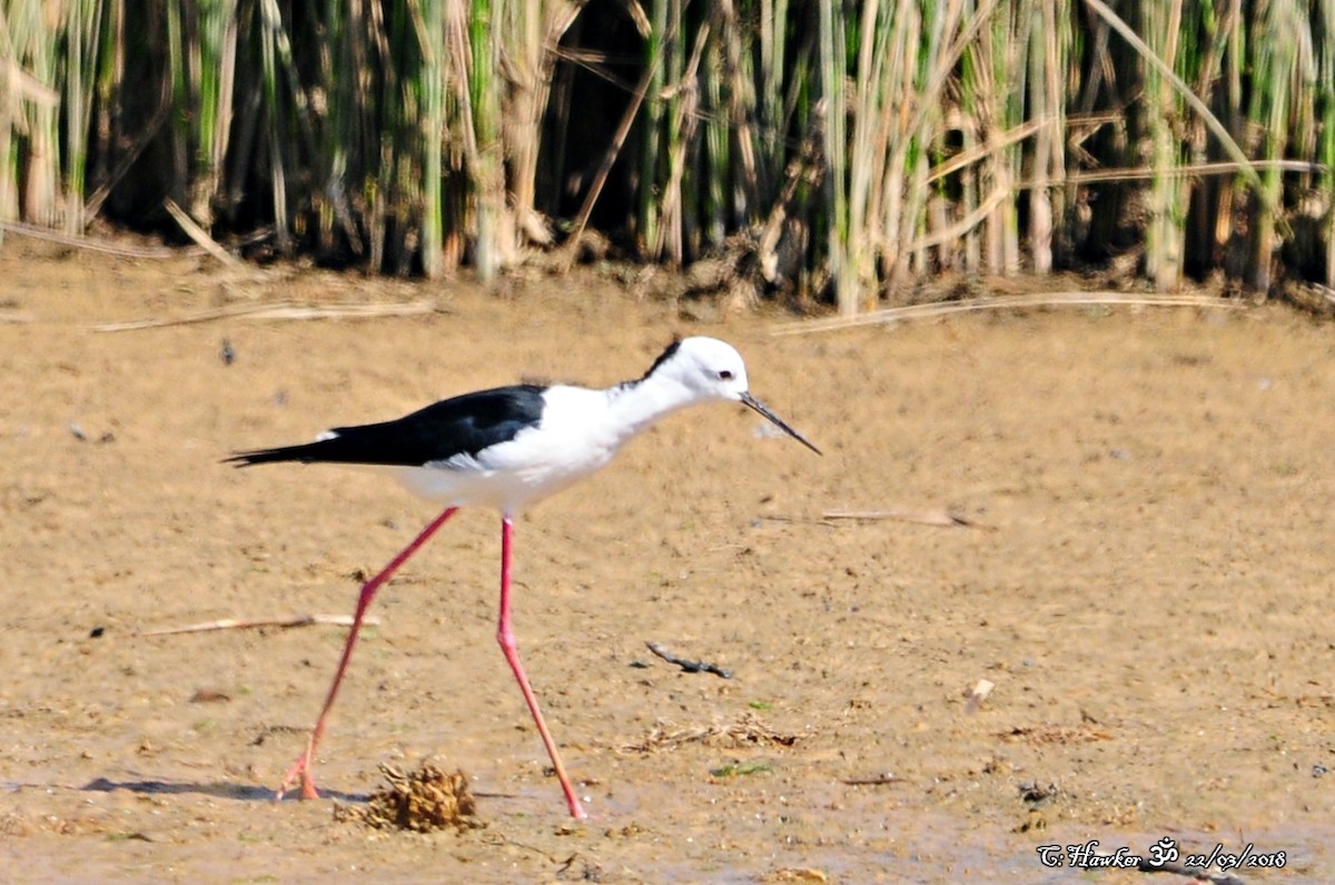 Black-winged Stilt - ML90838301