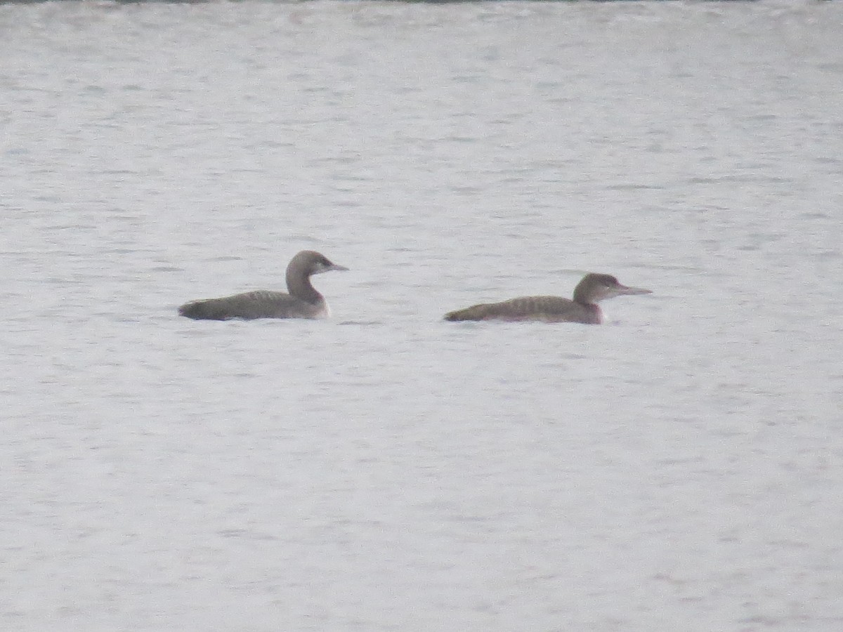 Yellow-billed Loon - ML90838711