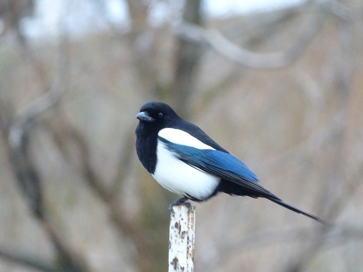Black-billed Magpie - Mike Scott